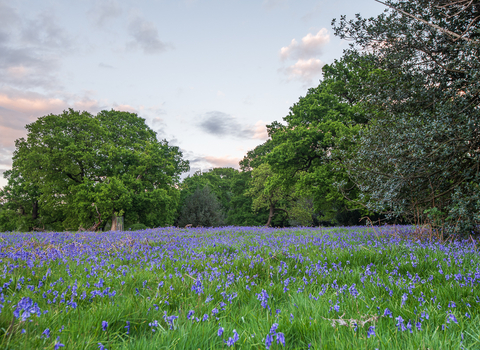 An area of grassland covered with bluebells bordered by mature trees