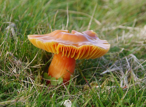 A bright orange waxcap fungi sitting among grass