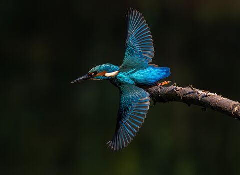 A bright blue bird with an orange stripe over its eye takes off from a branch against a black/green background. Its wings are outstretched and it has a sharp black pointed beak.