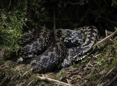 An adder snake all curled up in among vegetation and moss. The snake has a striking brown and black pattern.