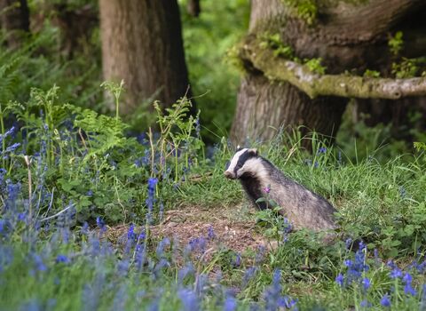 A badger among bluebells in a woodland setting. The badger is a black and white mammal with a long snout and tiny white ears. Its black markings run along its face behind its eyes making it appear masked. 