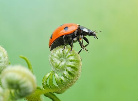 A ladybird perched on the tip/top of an unfurled green fern. It has a red backed shell with black dots and a black face with two white spots that appear as 'eyes'.