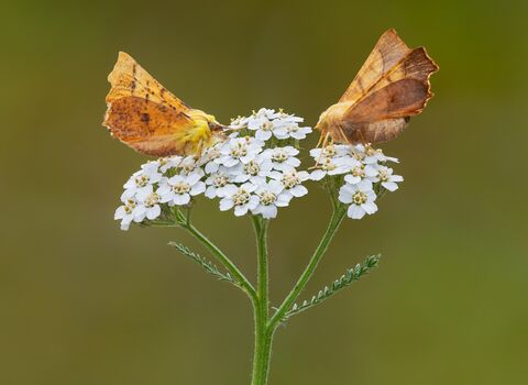Two moths feed on a white flower against a green background. One moth is yellow and the other is a yellowy brown colour.