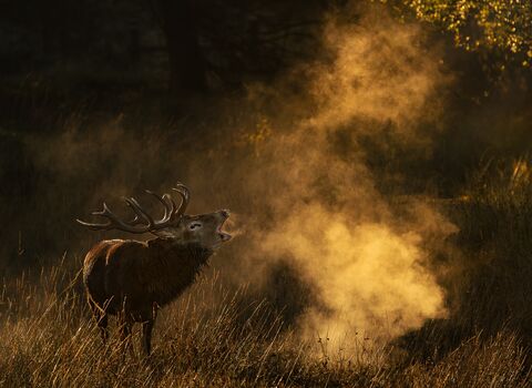 A red deer stag stands among long grass/trees and calls out with his breath making mist in the cold air. The deer is a large mammal with red/brown fur and large antlers.