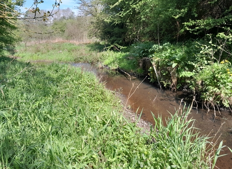 A streams cuts through a landscape covered in tall grasses and foliage.