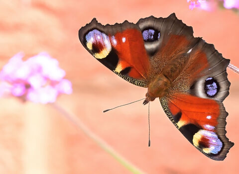 A bright red/orange peacock butterfly which has four 'eye' like markings on it's wings. It sits on a flower against a blurred pale pink background.