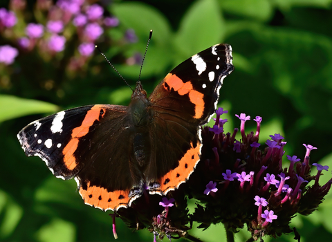 A Red admiral butterfly which is mainly black with some white and red markings/stripes across it's wings. It sits on a pink flower.