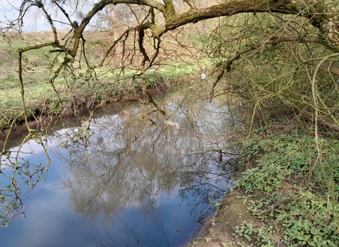 A river reflecting the sky runs under a tree leaning over the water.