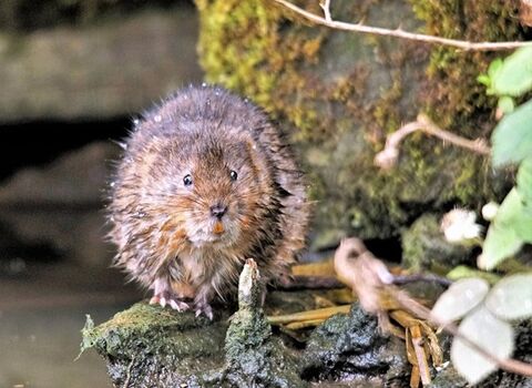 A water vole