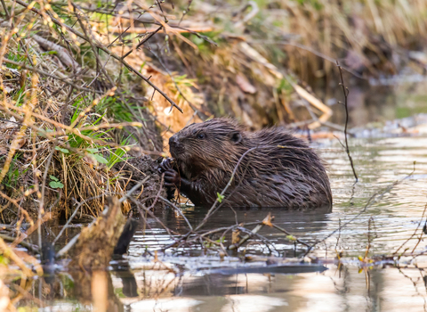 A beaver next to the river bank.