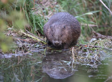 A beaver perched at the side of a river bank.