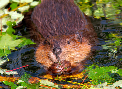 A beaver swims through water covered in leaves as it holds food to its mouth