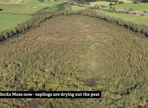 An aerial photo of a bog which has been taken over by small growing trees. The land is bordered by  taller trees and a motorway with traffic cuts across the top right corner.