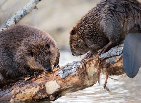 Two beavers balancing on a log.