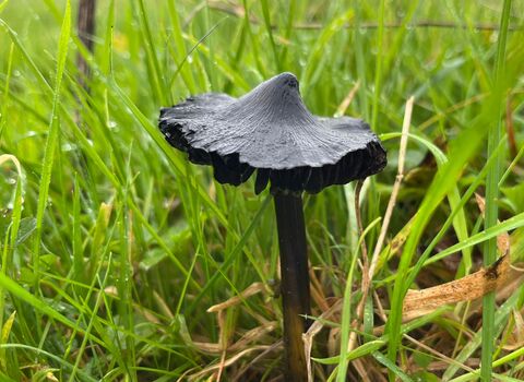 A black fungi with a conical shape standing among grass