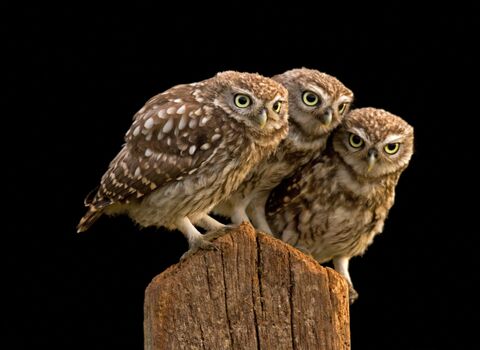 Three small owls huddled together on a post.