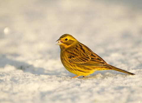 A yellowhammer - a small yellow bird - in the snow with food in its mouth.