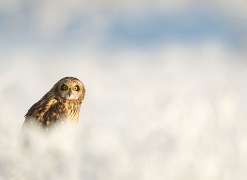 A short-eared owl - mottled yellowy-brown above, paler underneath and has dark circles around its yellow eyes - in the snow, looking to camera.