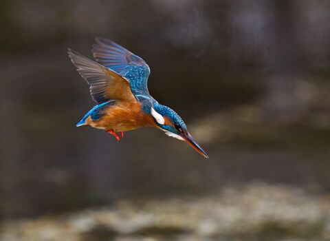 A kingfisher, identified by its bright-blue back and metallic copper breast.