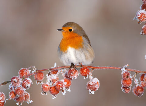 A robin perches on a frosty branch of berries
