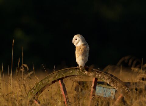 A barn owl sitting on a wheel at dusk. Barn owls have a mottled silver-grey and buff back, and a pure white underside. They have a distinctive heart-shaped, white face, and black eyes.