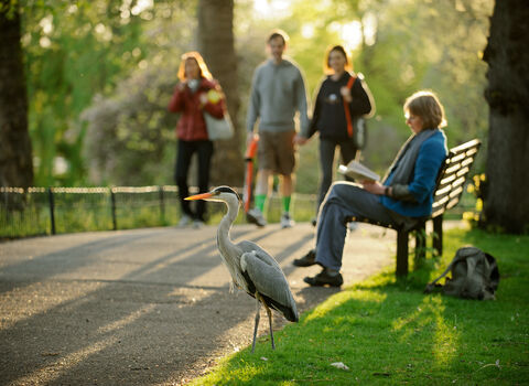 A heron, which is a bird with long legs, an orange beak and a grey body, in the foreground. Behind, there is a woman reading on a bench. With a group of 3 people walking in the distance.