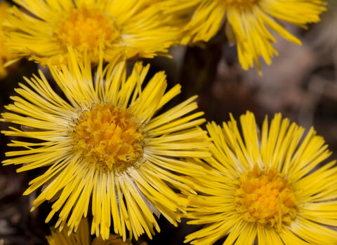Bright yellow Colt’s‑foot flowers in bloom, with several round, daisy‑like flower heads made of fine, narrow petals clustered closely togethe