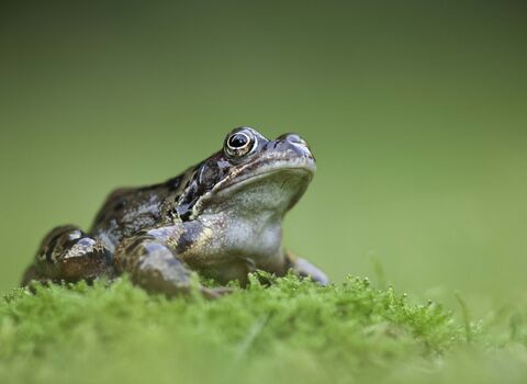 Common frog perched on a mound of moss