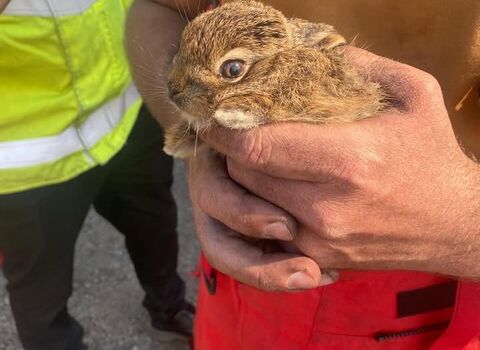 A small tawny brown furry creature is held by someone wearing red fire overalls