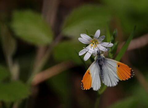A white and orange butterfly feeds on a delicate white flower