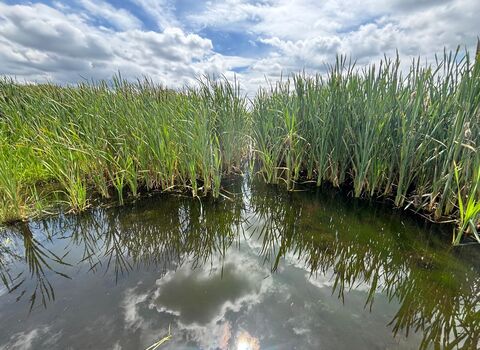 A pool of rushes reflected under a bright summer sky.
