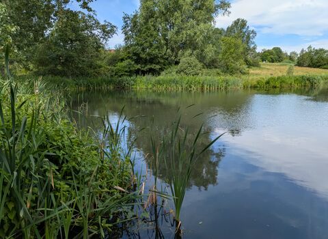 A view of a brook surrounded by reeds, fields, and green trees