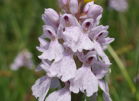 Heath spotted orchid, purple/pink flowers