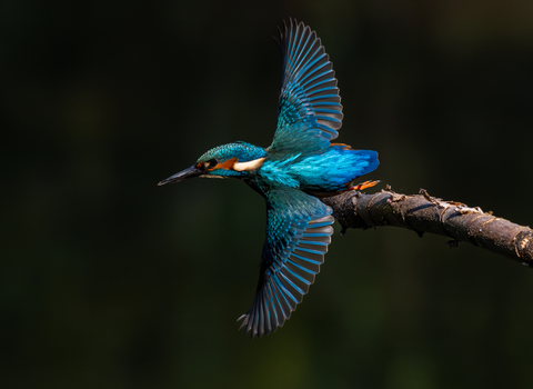 A kingfisher, identified by its bright-blue back and metallic copper breast.