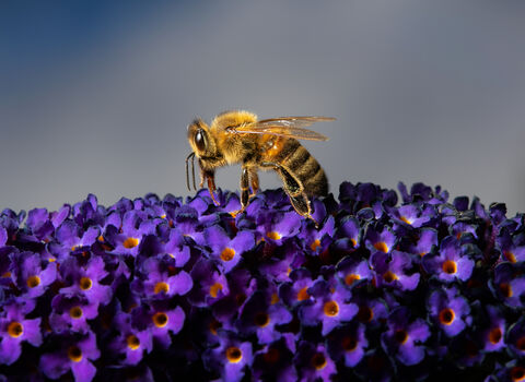 A honey bee sat on top of tiny purple flowers.