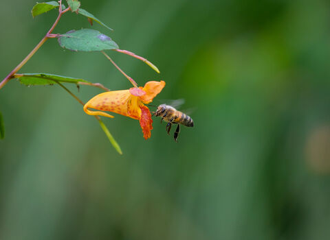 A honey bee flying into a yellow flower.