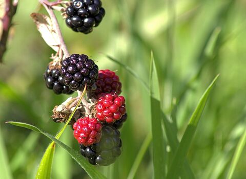 A close up of a branch of blackberries.