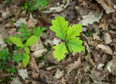 Looking down on an oak tree sapling, which has bright green lobed leaves.