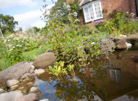 A garden pond in the foreground, with delicate pond plants growing in it, and stones offering easy access out for wildlife. In the background can be seen a house and the rest of the garden