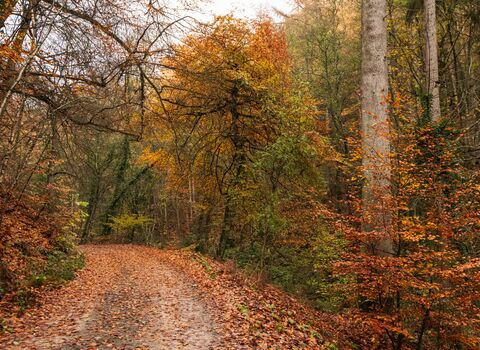 A path through an autumnal woodland