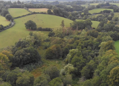 A green landscape of farm fields and woodland from above