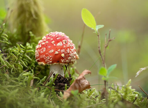 Fly Agaric