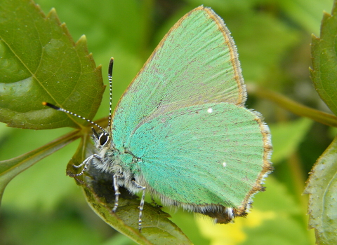 Green hairstreak butterfly surrounded by leaves