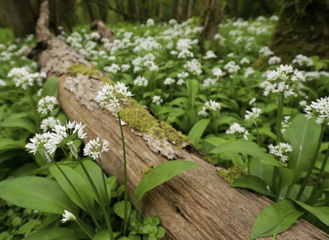 woodland flora