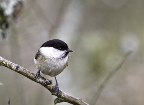 Willow tit