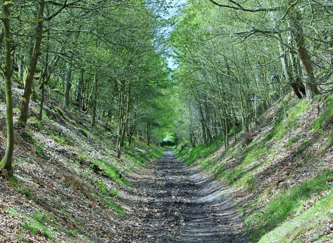 Woodland Path